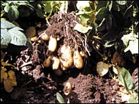 Kartoffeln unter der Pflanze
