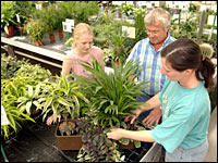 Pflanzenauswahl Hydrokultur
